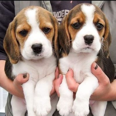 Beagle Puppies