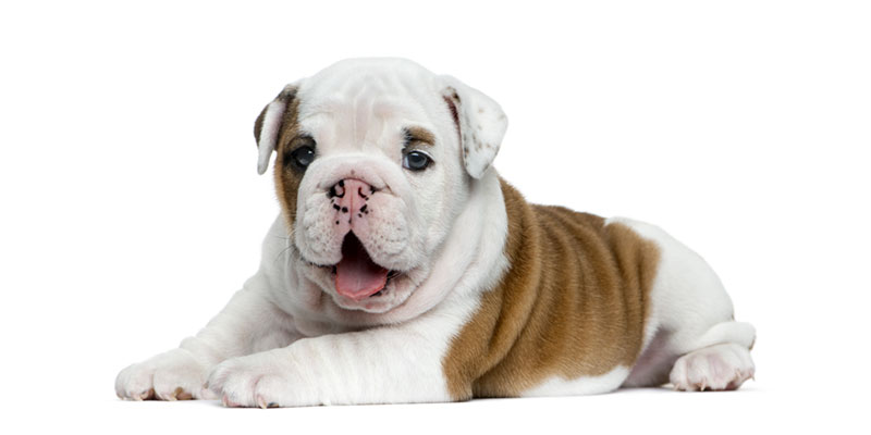 English Bulldog Puppies