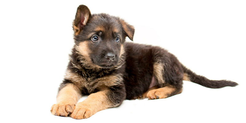 German Shepherd Puppies