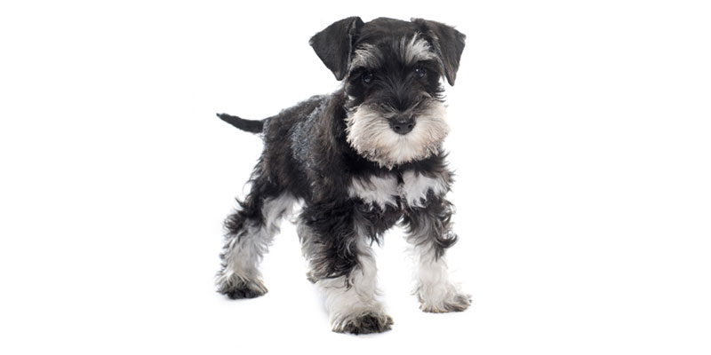 Miniature Schnauzer puppies