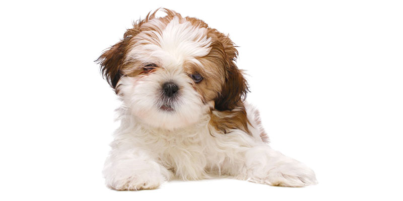 Shih Tzu Puppies