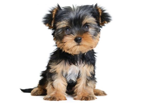 Yorkie Poo Puppies