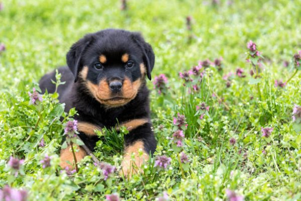 Rottweiler Puppies