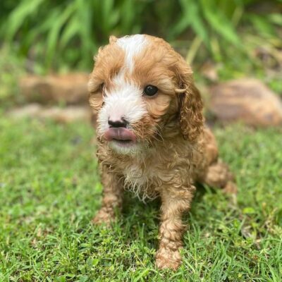 Cavapoo Puppies
