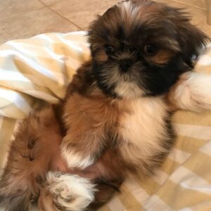 Shih tzus for sale