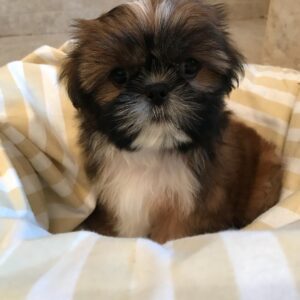 Shih tzus for sale