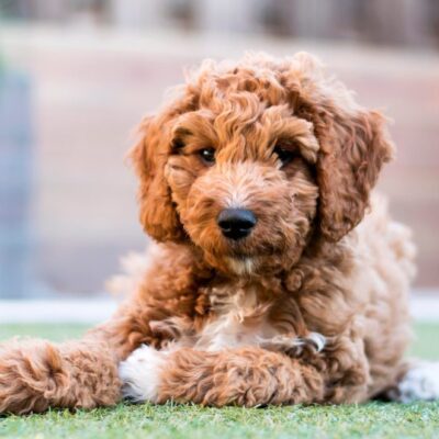 Goldendoodle puppies
