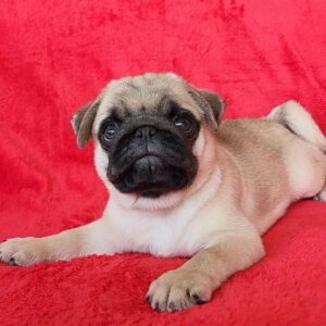pug puppies for sale texas