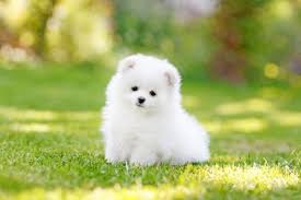 Pomeranian puppies