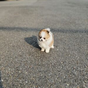free Pomeranian puppies
