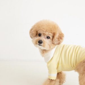 brown toy poodle
