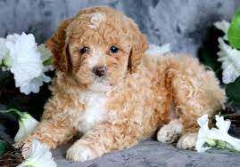 Toy Poodle Puppies