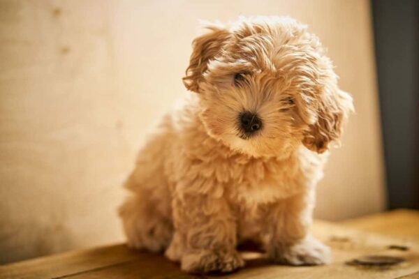 Maltipoo Puppies