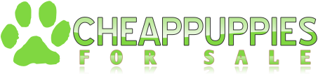 Puppies for sale under $500 – Cheap Puppies for sale