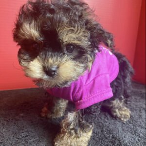 Morkie life expectancy