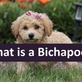 What is a Bichapoo?