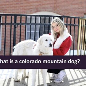 What is a colorado mountain dog