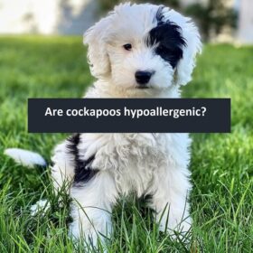 Are cockapoos hypoallergenic