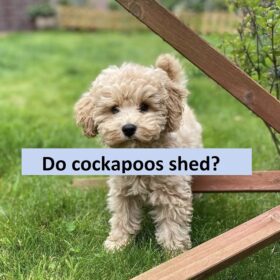 Do cockapoos shed