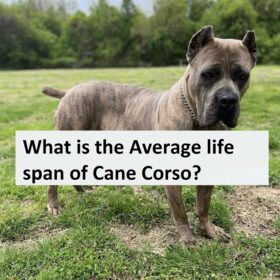 cane corso life span